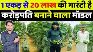 खीरा की खेती कब और कैसे करें  polyhouse farming in india  farming business ideas  khira ki kheti [upl. by Sirahs]