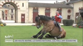 ANIMAUX  En HauteMarne le haras national cultive lart équestre [upl. by Almire]