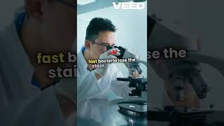 Acid fast staining shortsvideo microbiology [upl. by Eanerb]