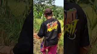 Petani Jagung Lagi Masarin Produk Mas Iyun BAJU SOBAT NGARIT shots masiyun masiyunlivetiktok [upl. by Okeim]