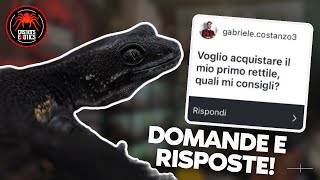 QUALÉ il MIGLIOR RETTILE per INIZIARE Rispondo alle Vostre domande QampA ep1 [upl. by Heinrike]