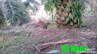 Ayam Hutan Pikat Betina 98 [upl. by Yorke570]