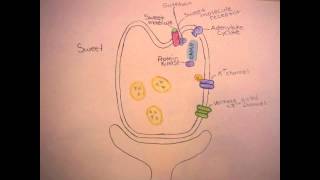 Gustatory System taste [upl. by Anitac]