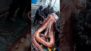 Giant Sea Monsters Caught by Fishermen 🐙🎣GiantSeaCreatures FishingDiscoveries OceanMysteries [upl. by Eirrab]