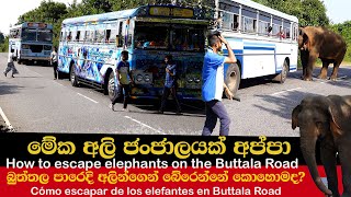 How to escape elephants on the Buttala Road  මේක අලි ජංජාලයක් අප්පා  วิธีหนีช้างบนถนนบุตตะลา [upl. by Ahsien536]