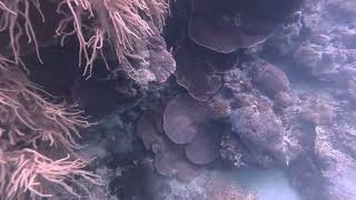 Australian Barrier Reef Moore Reef Scuba Dive No2 Video 1 of 4 on 19 Jan 2024 [upl. by Lubeck]