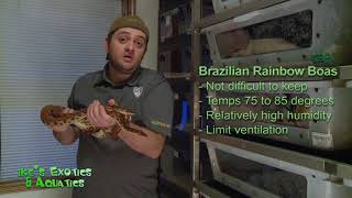 Brazilian Rainbow Boa Care  Temperature amp Humidity [upl. by Ailelc]