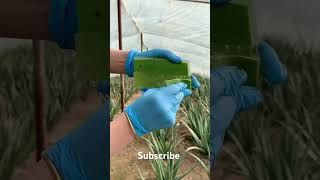 Aloe Vera The Secret to Healthy Hair [upl. by Reiche]