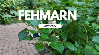 Fehmarn Juni 2024 Schmetterlingspark Butterfly Park [upl. by Buckden104]