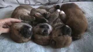 Sleeping Baby Shiba inu puppies [upl. by Nonnaer164]