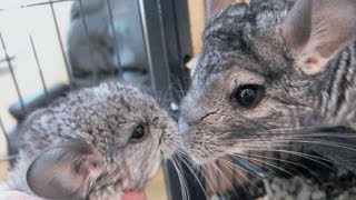 Baby Chinchilla Squeaks [upl. by Suiramad]