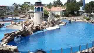 SeaWorld San Diego Dolphin Discovery Part 2 [upl. by Tsan]