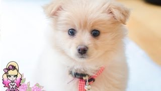 Introducing Lottie The Cute Pomeranian Puppy  Violet LeBeaux [upl. by Kulda]