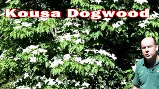 Kousa Dogwood  Cornus kousa  Small Flowering Tree White Flowers [upl. by Mccartan]