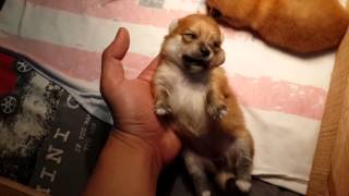 2 weeks old pomeranian puppies [upl. by Rosner634]