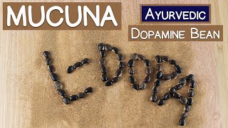 Mucuna Pruriens The Ayurvedic Dopamine Bean [upl. by Radie]