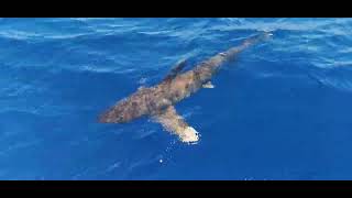 Oceanic White Tip Sharks around my Boat in the Bahamas Cat Island [upl. by Derwood635]