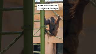 La espera terminó 🦒🦧🐅 Así luce el renovado Zoológico de Zacango Edomex Toluca Metepec Noticias [upl. by Evets]