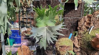 蕨士樂專業鹿角蕨溫室  Jazz Ferns Staghorn Fern Green House [upl. by Annohsat]