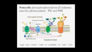 3 08 NoncyclicPhotophos [upl. by Defant]