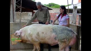 Granja Modelo de Porcinos quotDon Pacoquot [upl. by Dustie33]