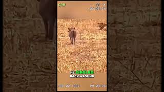 Warthog vs Lion A Bold Game of Cat and Mouse [upl. by Mir]