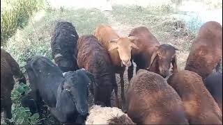 98 SHEEP LOT FOR SALE 9652419396  PLEASE SUBSCRIBE MY CHANNEL LIVE WEIGHT 25  30 KGS [upl. by Akimihs143]