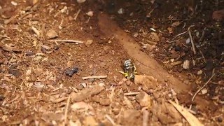 Yellow Sand Wasp Bembix palmata in Slow Motion [upl. by Christan706]