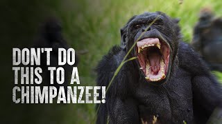 How to Survive a Chimpanzee Attack [upl. by Tyoh]