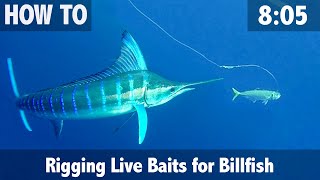 Rigging Live Baits for Billfish [upl. by Ranzini]