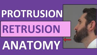 Protrusion Retrusion and Excursion Anatomy Body Movement Terms [upl. by Azilem]