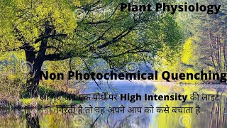 how Protect Plant From High Intensity Of Light Non Photochemical Quenching \ Xanthophyll Cycle [upl. by Idhem952]