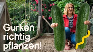 Maximaler Ertrag So pflanzt und pflegt ihr Gurken richtig  Tipps für eine reiche Ernte 🥒 [upl. by Volin]