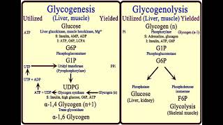 3 Carbohydrates Glycogen Metabolism شرح بالعربي [upl. by Llecrep600]