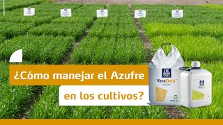 AR  ¿Cómo manejar el S en los cultivos [upl. by Darell]