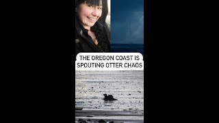 The Oregon Coast Is Spouting Otter Chaos [upl. by Corney]