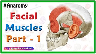 Facial muscles Anatomy animation Part 1  Neck and Auricular muscle group [upl. by Eeliab]