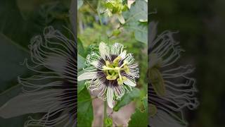 PASSION FLOWER AND FRUIT [upl. by Shriver]