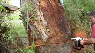 Stihl MS880 with 50 bar falling a redgum 2 [upl. by Nicolea]