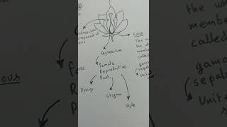 Parts of flower class 11th biology [upl. by Marylin345]