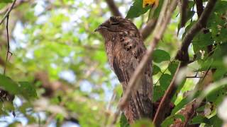 Common Potoo  Nictibio Urutaú  Grijze reuzennachtzwaluw  Nyctibius griseus  Amazon Brazil [upl. by Yenobe]