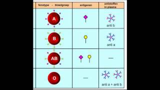 Bloedgroepen combinaties  Bloedtransfusies [upl. by Kisung]