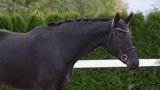 Dressage horse 2017 SOLD [upl. by Scrivenor]