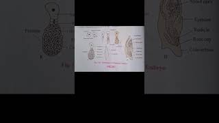 Development of monocot Embryo [upl. by Kessler216]