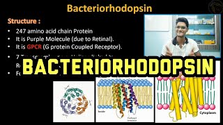 Bacteriorhodopsin  Biochemistry  Mechanism  Tamil  Proton Pump Protein  Biology ThiNK VISION [upl. by Nadaba]