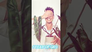 1 year of growth 🪴 monstera monsteraalbo philodendron growth plants [upl. by Ecirahc42]