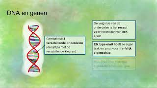 DNA gen allel en chromosomen [upl. by Ziana]