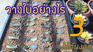 วิธีการชำใบ หรือวิธีขยายพันธุ์ กุหลาบหิน  EP3 [upl. by Assirehc]