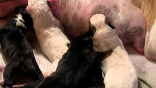 Newborn Puppies Nursing After BirthThey Are Only A Few Hours Old [upl. by Gibson905]