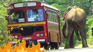 The turn of the bus like fire that surprised the elephant🔥😱 [upl. by Andre]